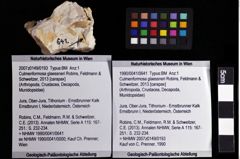 Foto (Objket + Etiketten) von Culmenformosa glaessneri (Robins, Feldmann & Schweitzer, 2013) 